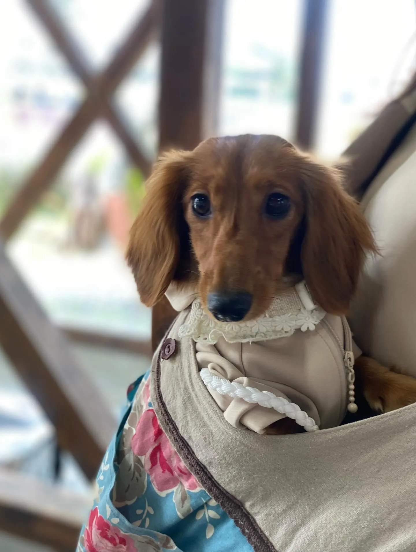 お花見オフ会にて🐾