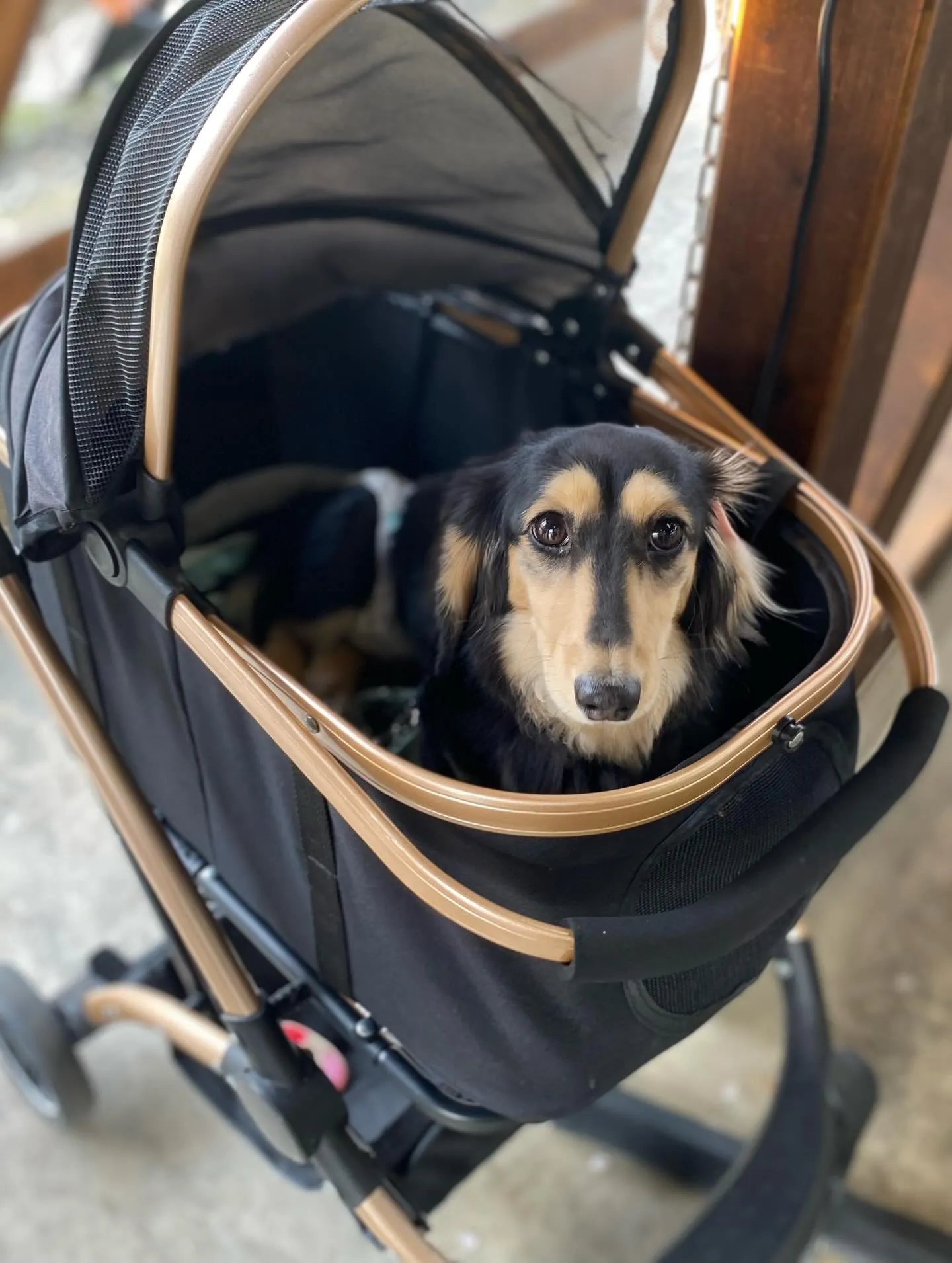 お花見オフ会にて🐾