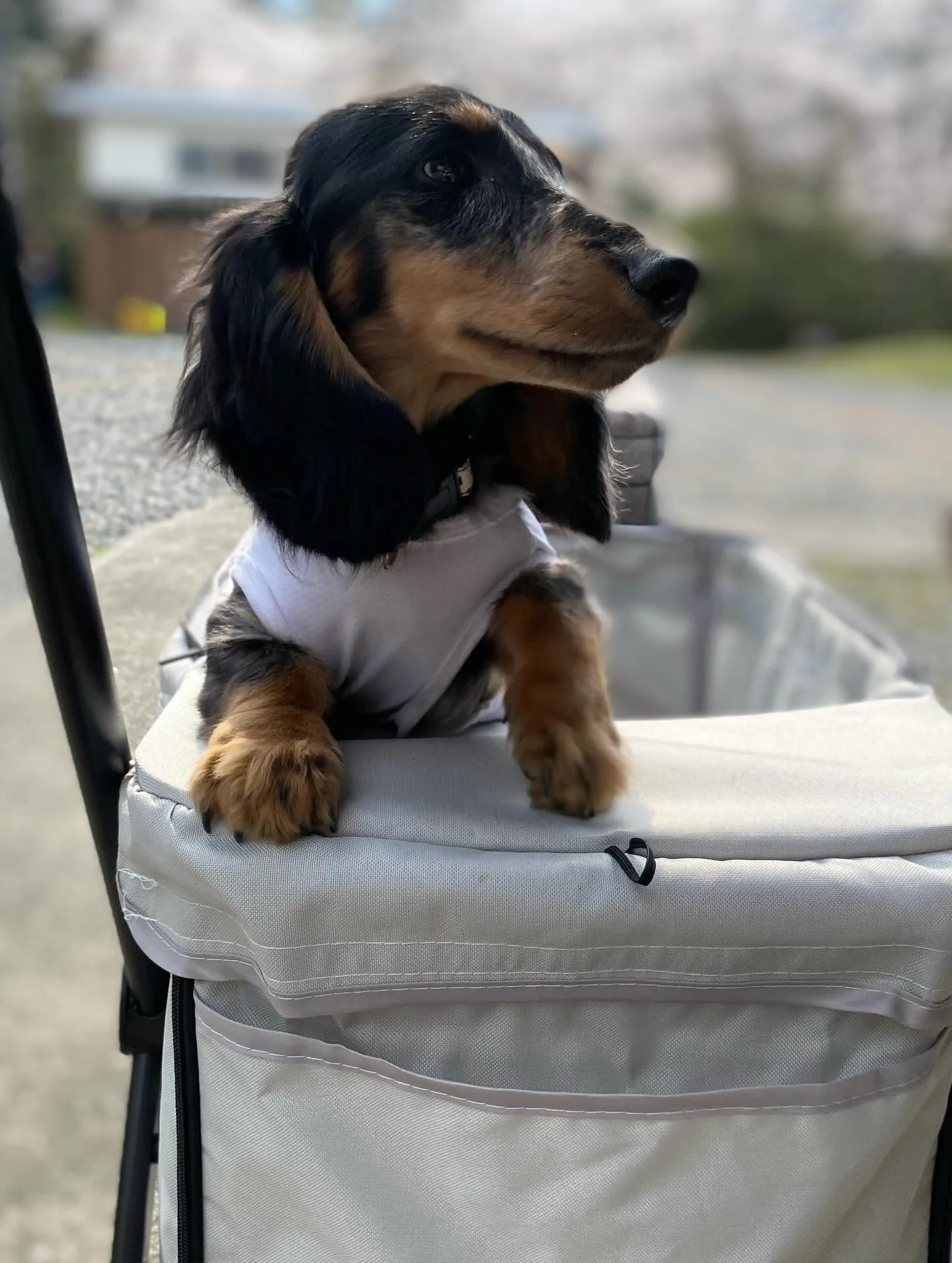 お花見オフ会にて🐾