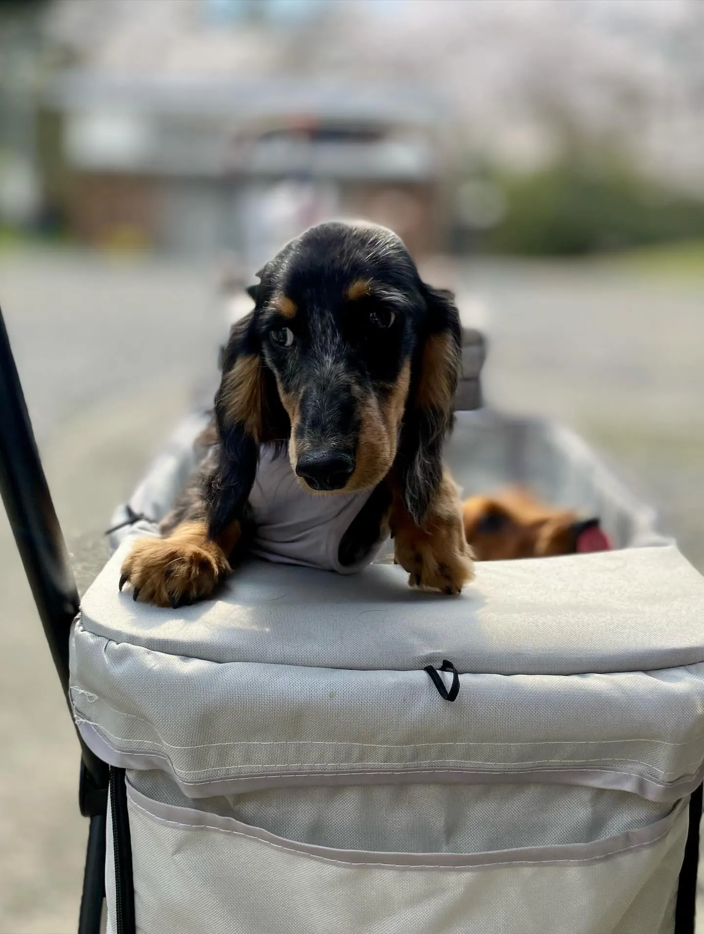 お花見オフ会にて🐾