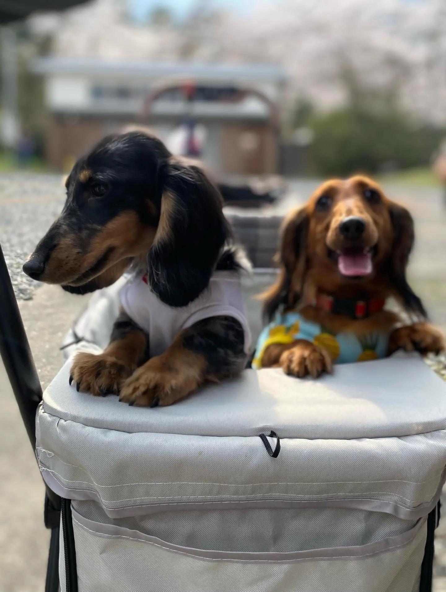 お花見オフ会にて🐾