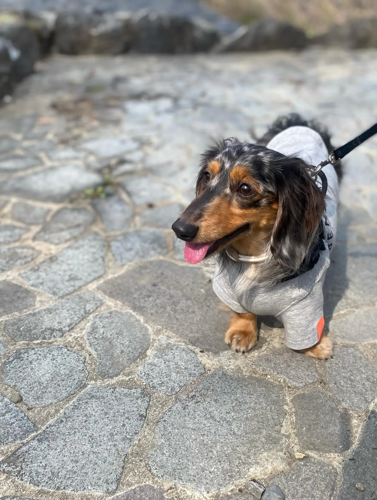 お花見オフ会にて🐾