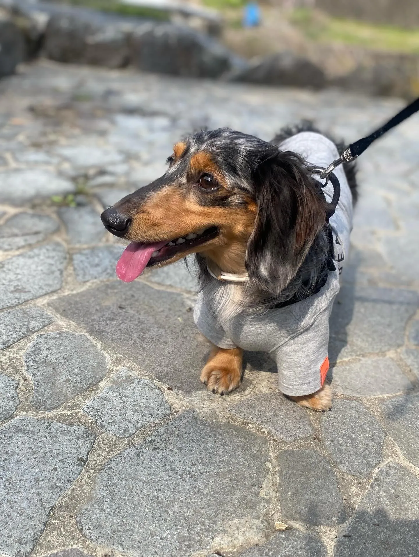 お花見オフ会にて🐾