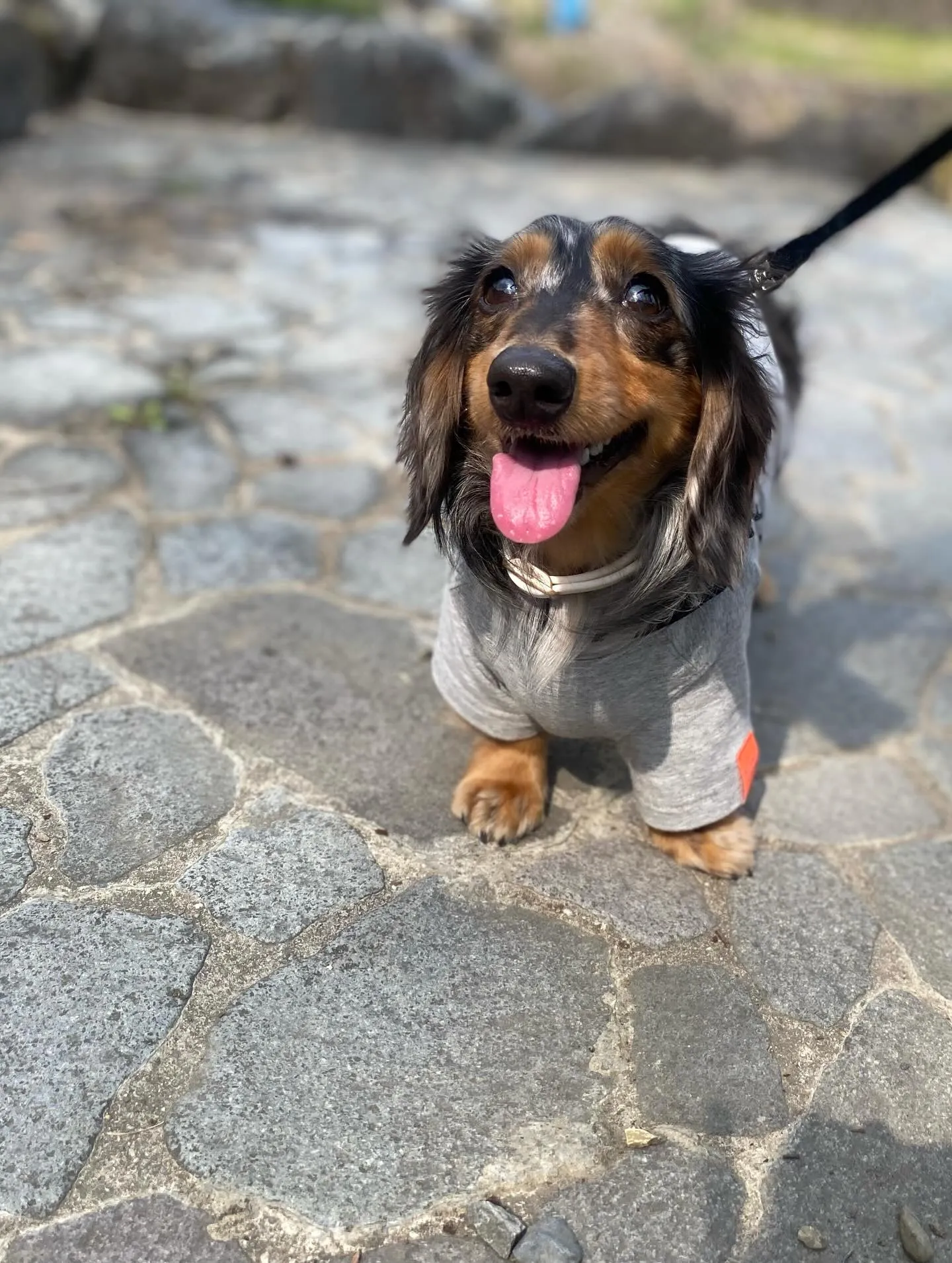 お花見オフ会にて🐾