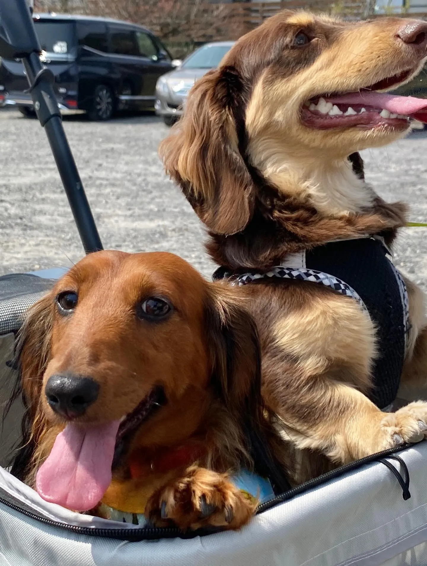 お花見オフ会にて🐾