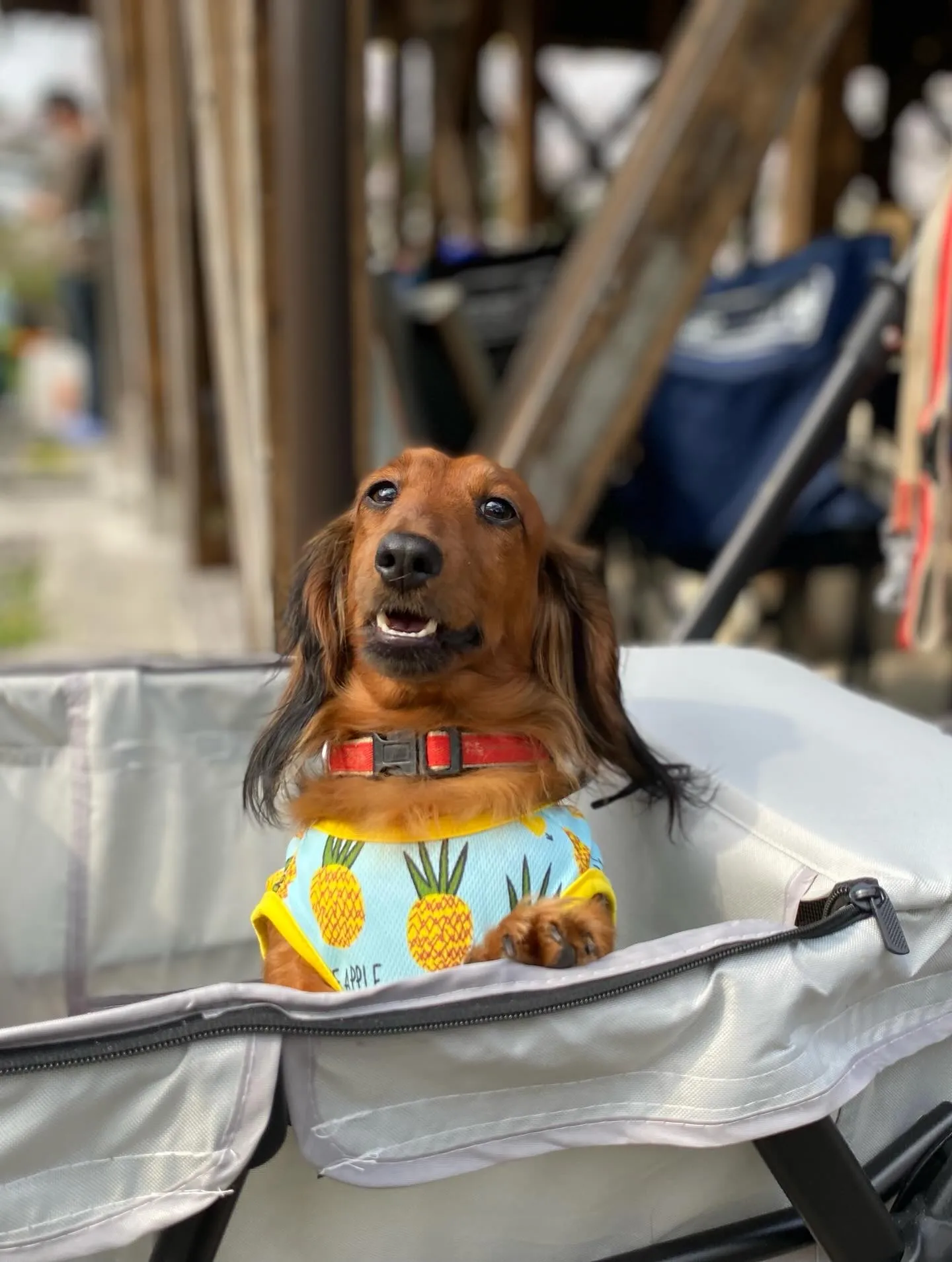 お花見オフ会にて🐾