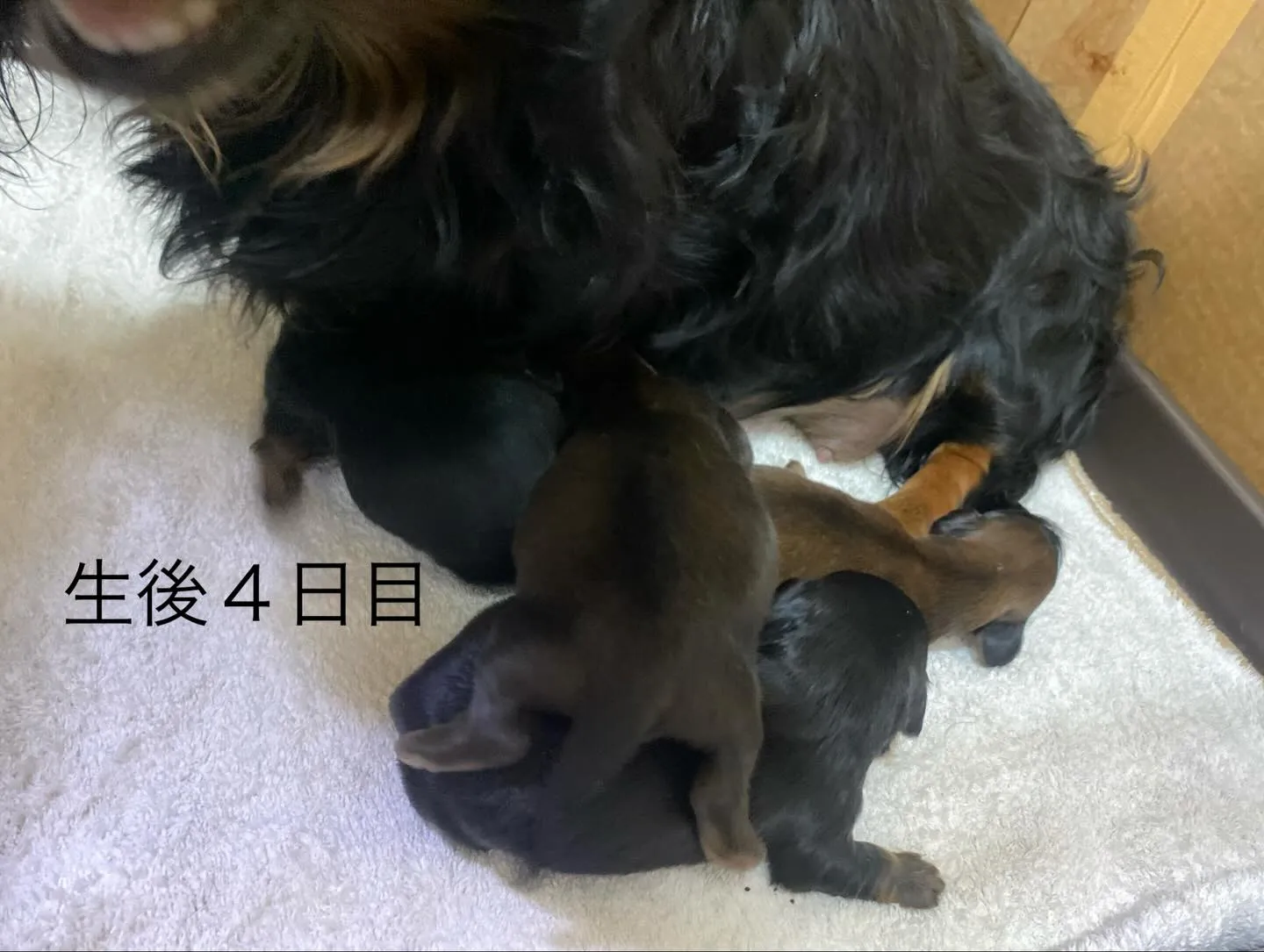 生後４日目🐾
