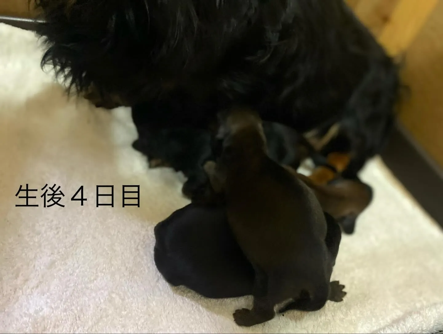 生後４日目🐾