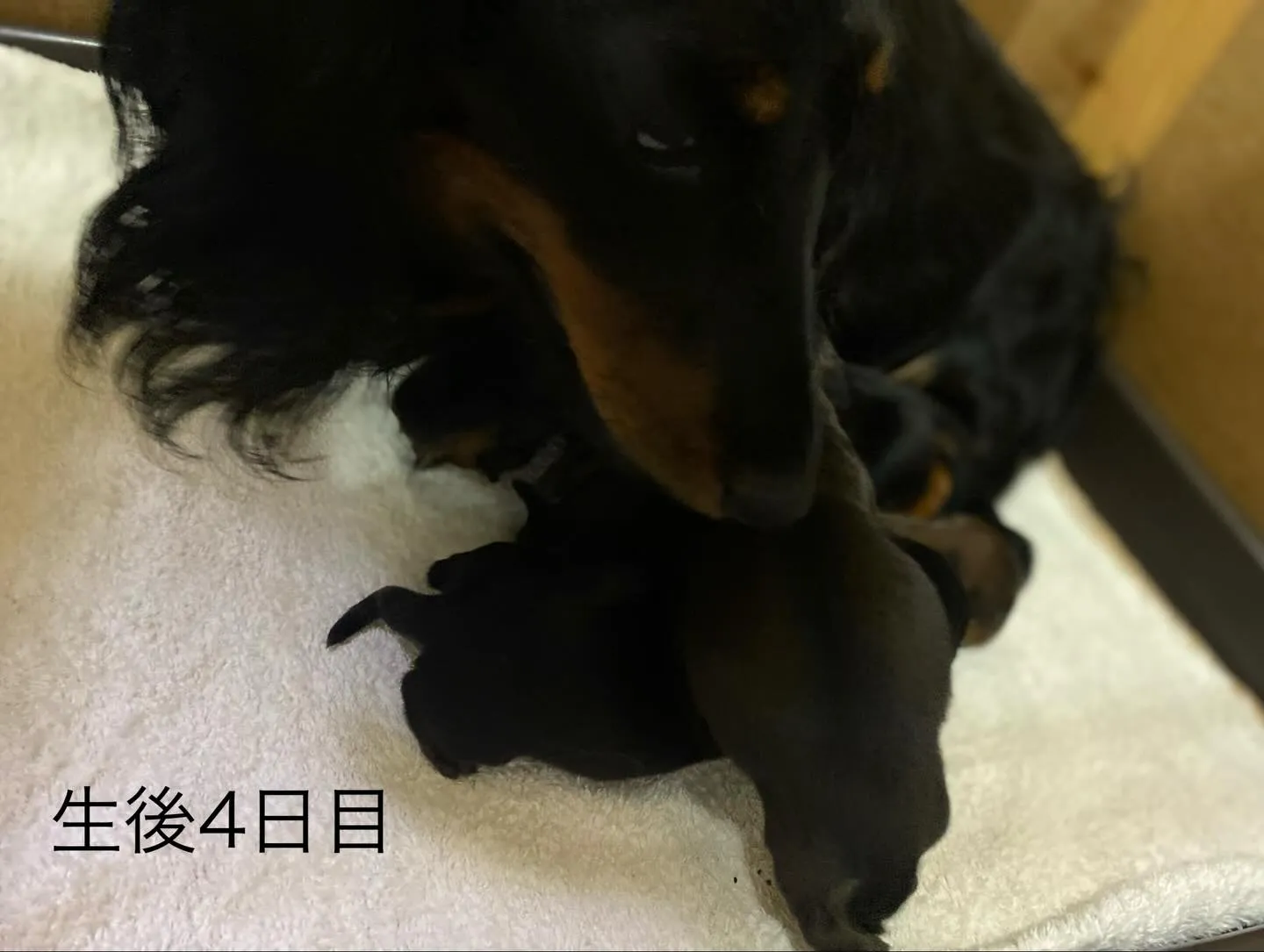 生後４日目🐾