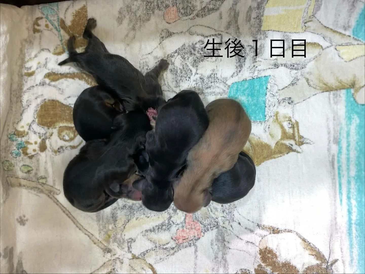 生後１日目🐾