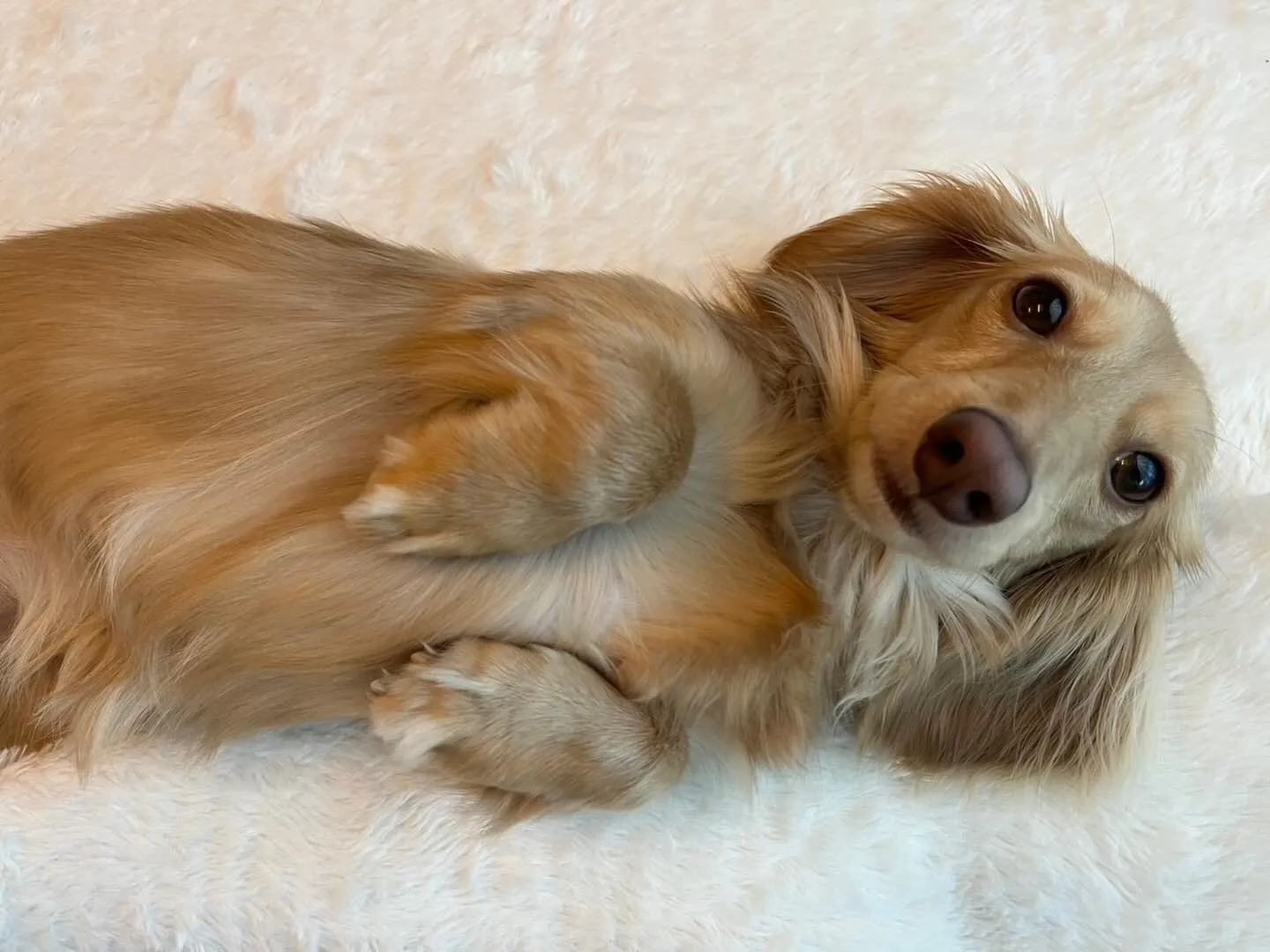 マシュちゃん🐾