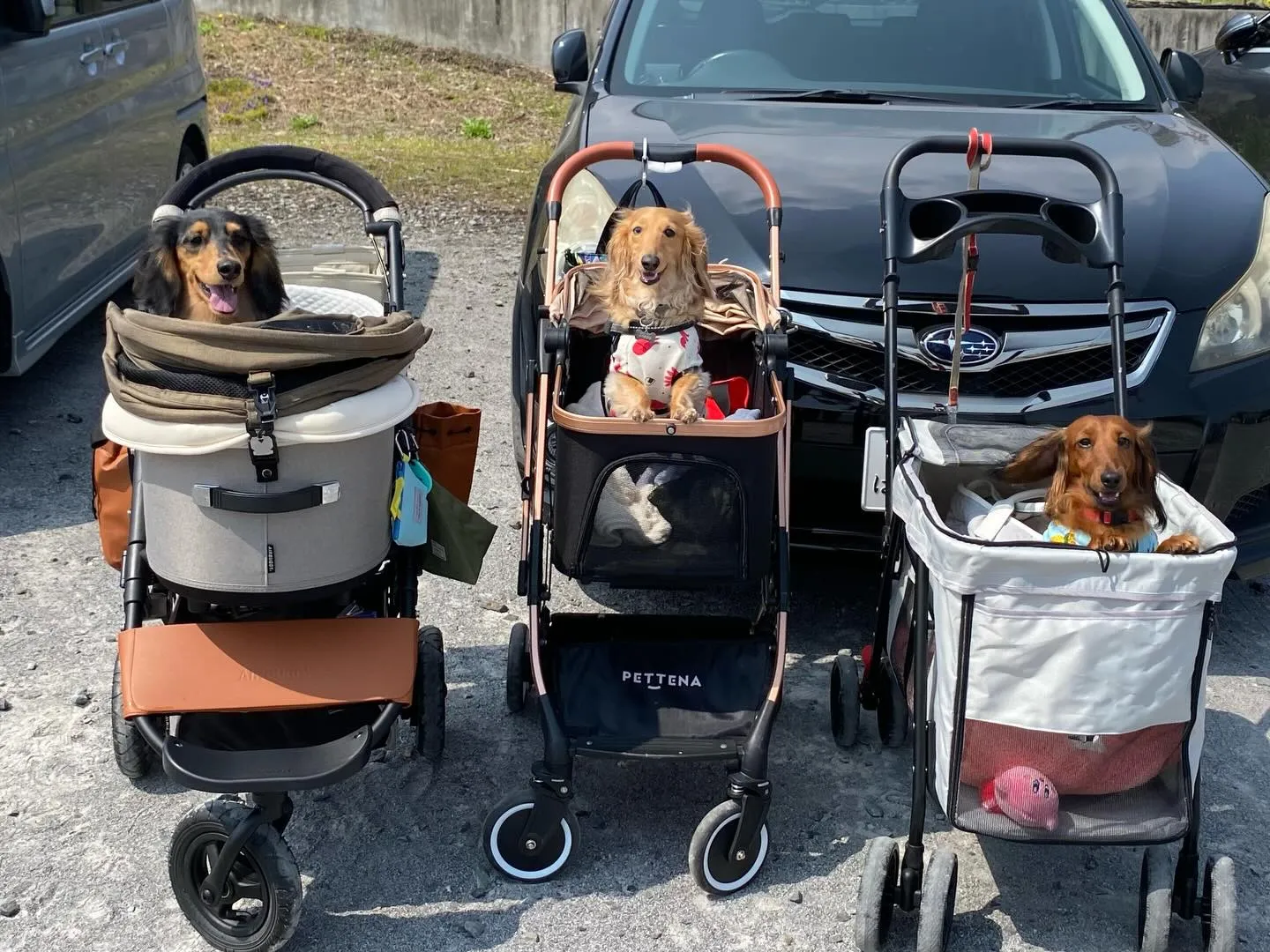 ダンク君＆ジギー君＆えごま🐾