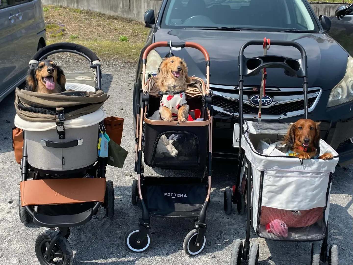 ダンク君＆ジギー君＆えごま🐾