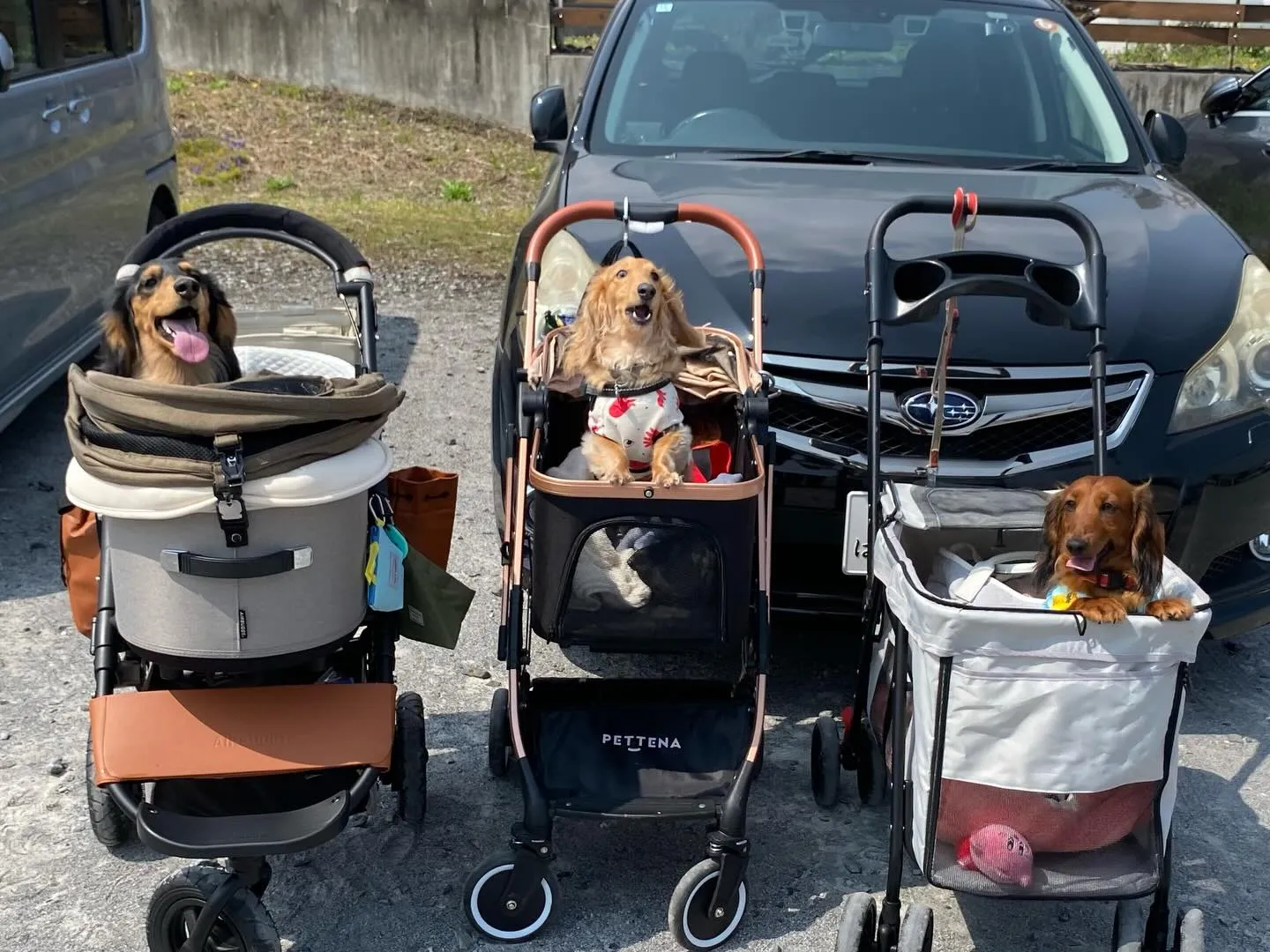 ダンク君＆ジギー君＆えごま🐾