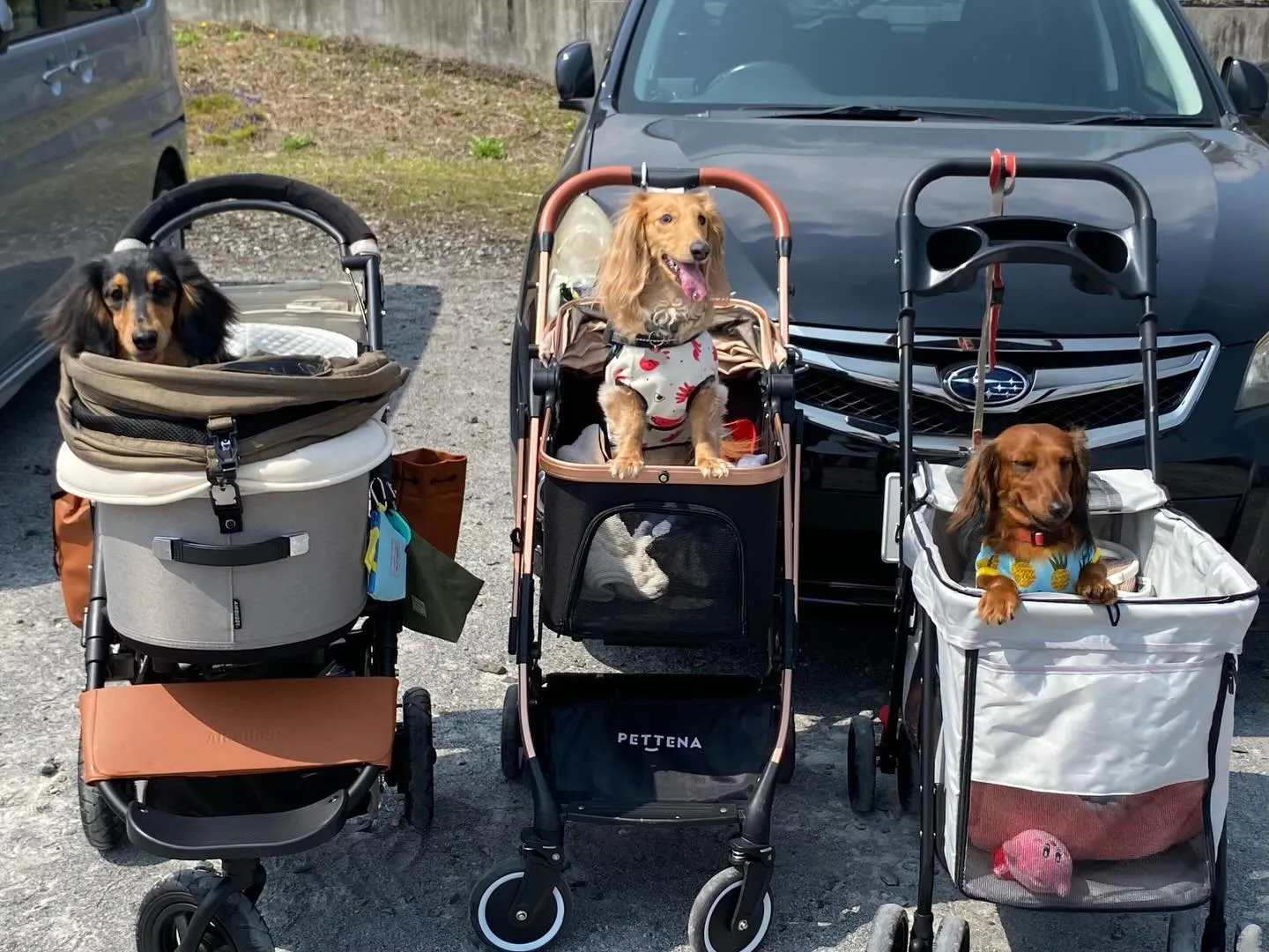 ダンク君＆ジギー君＆えごま🐾