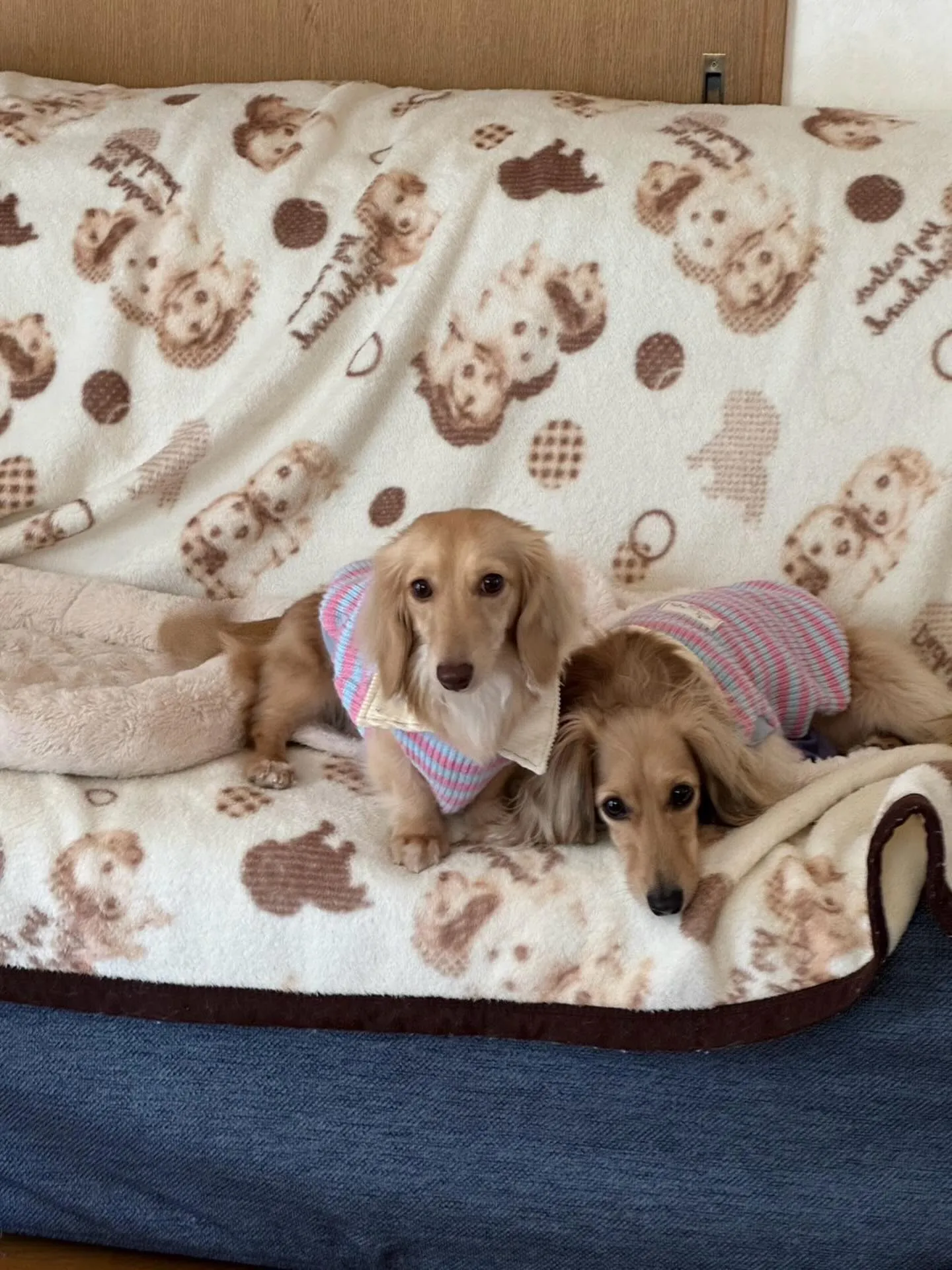 ひまわりちゃん＆まるこちゃん🐾