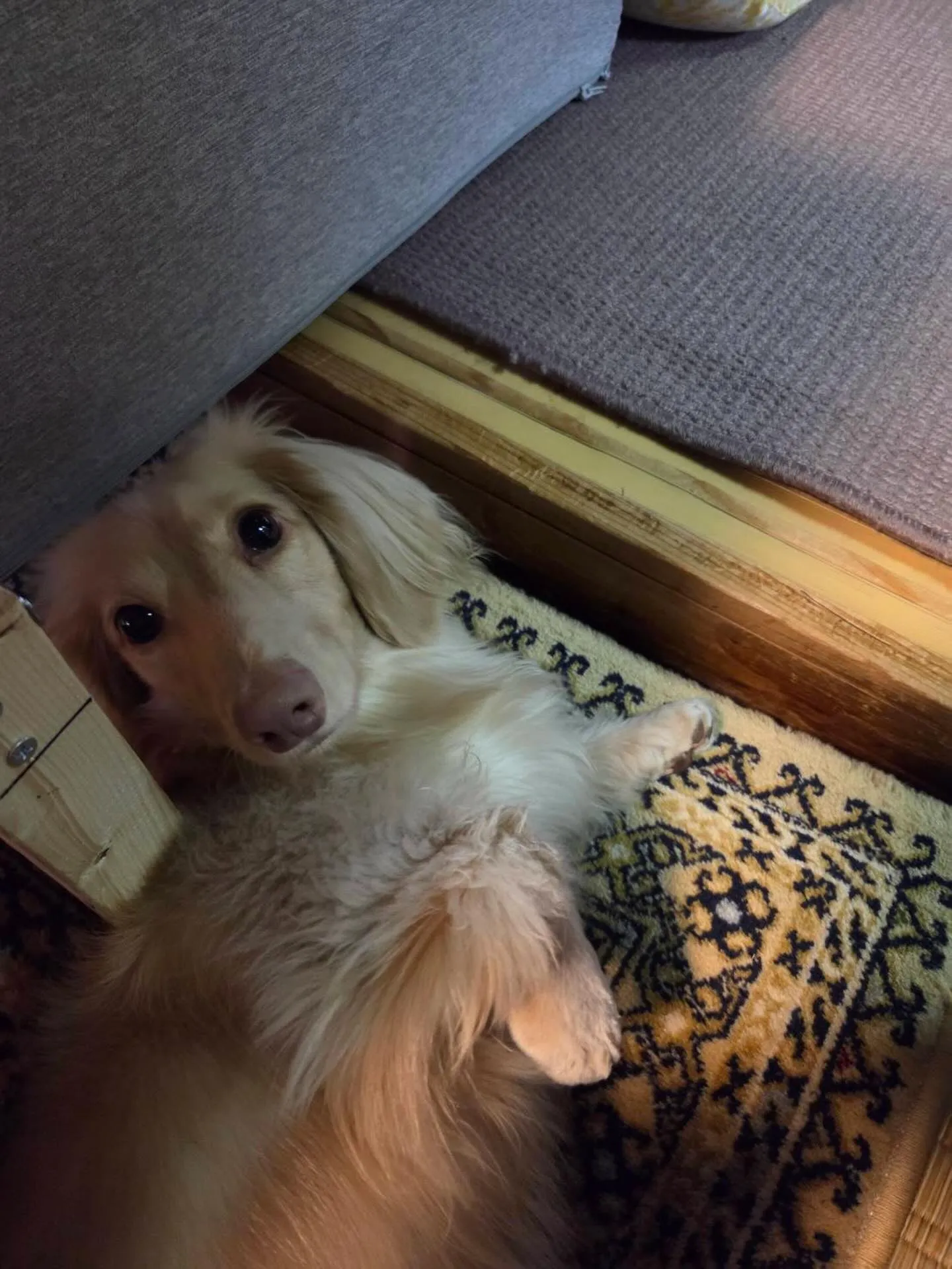 ターシャちゃん🐾