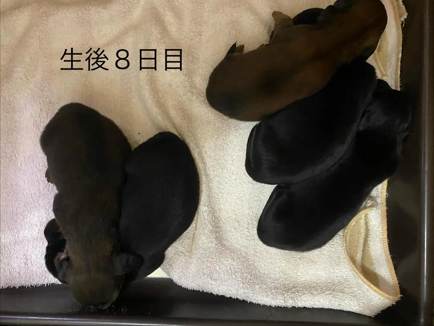 富有の赤ちゃん🐾