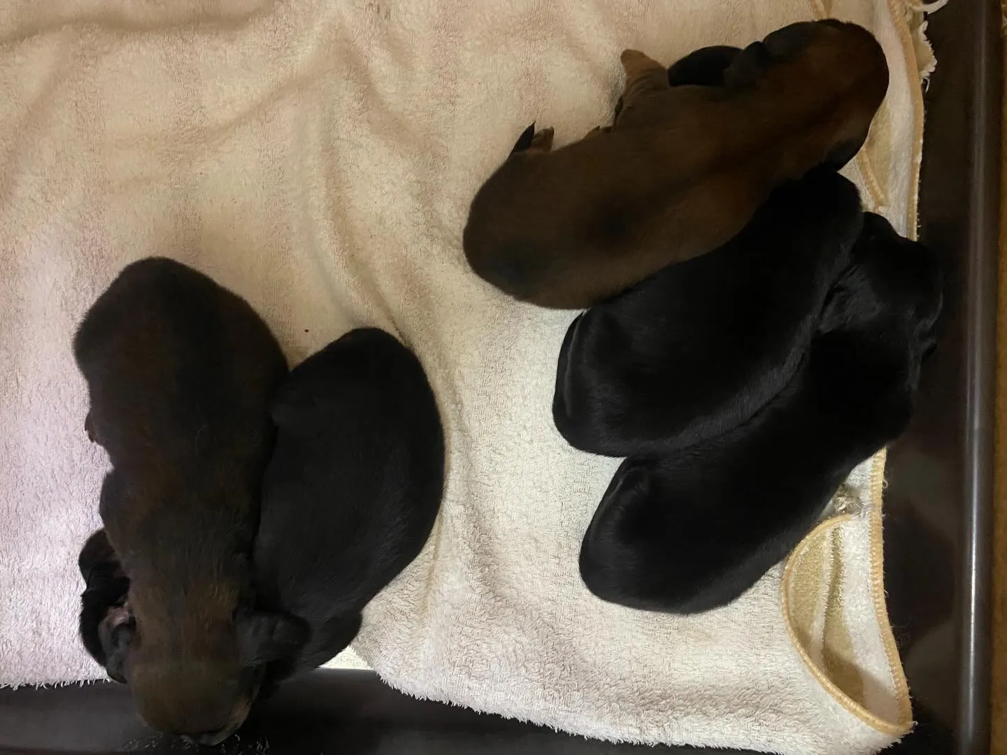 富有の赤ちゃん🐾