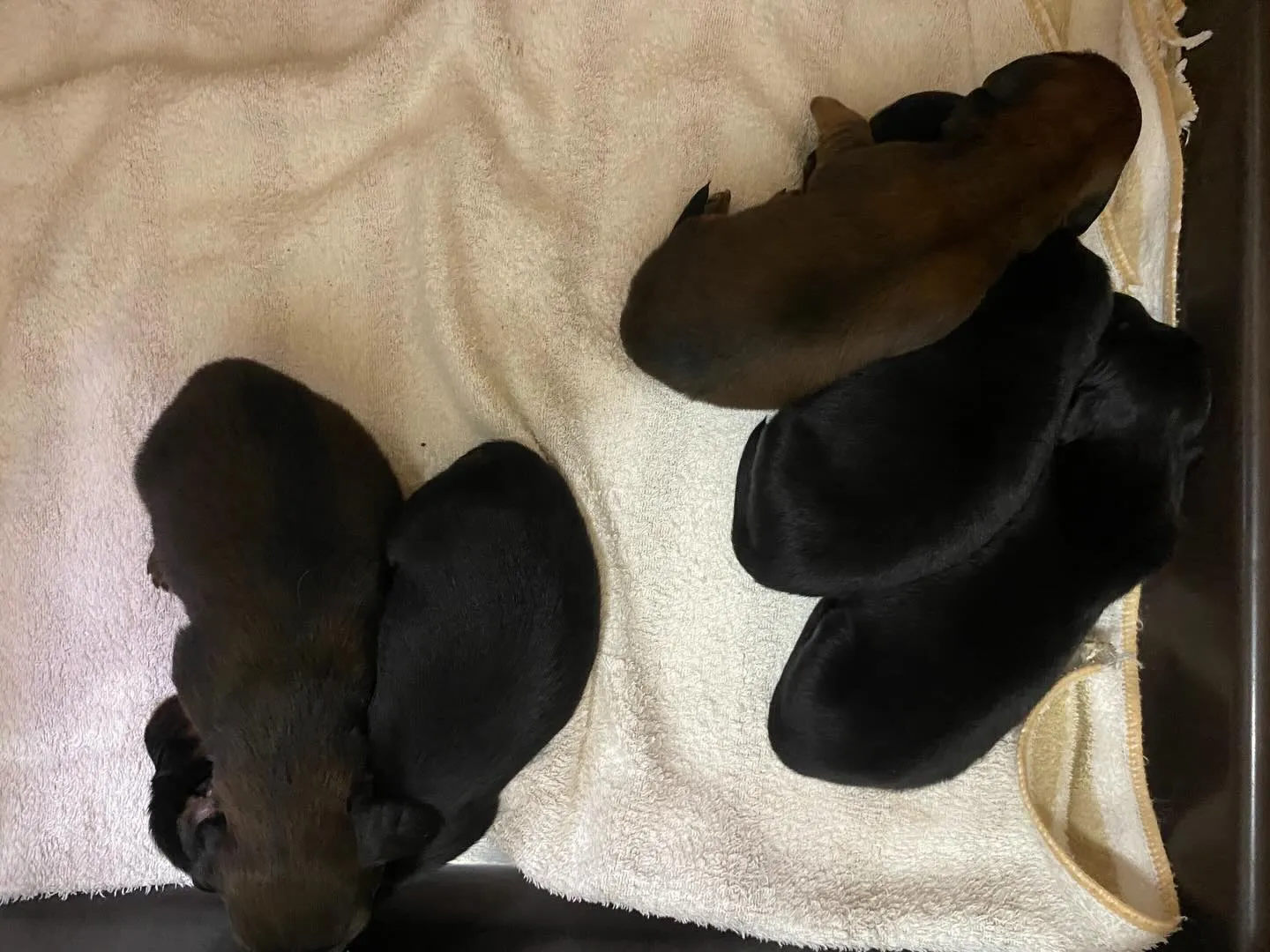 富有の赤ちゃん🐾