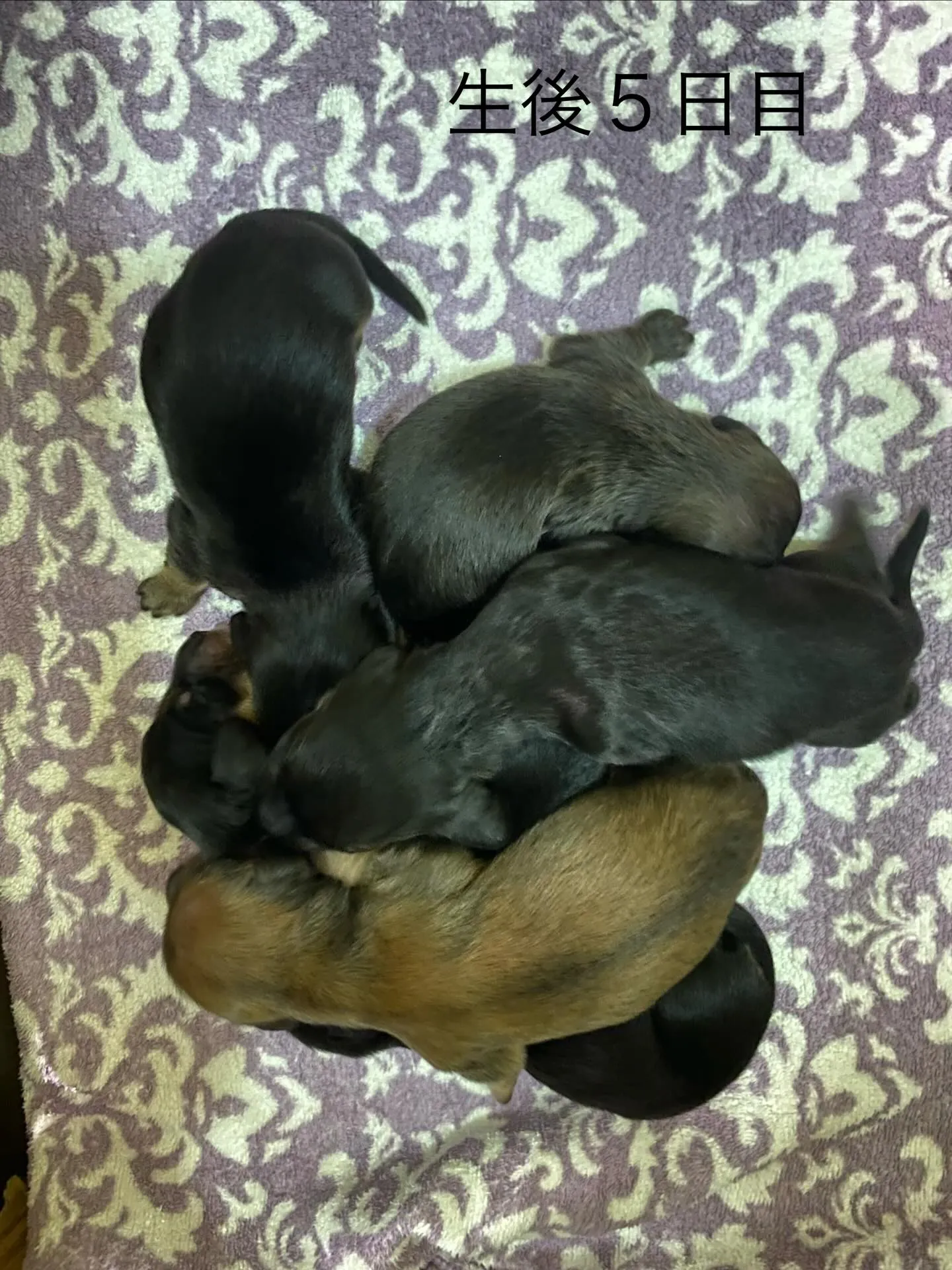 いくらの赤ちゃん🐾