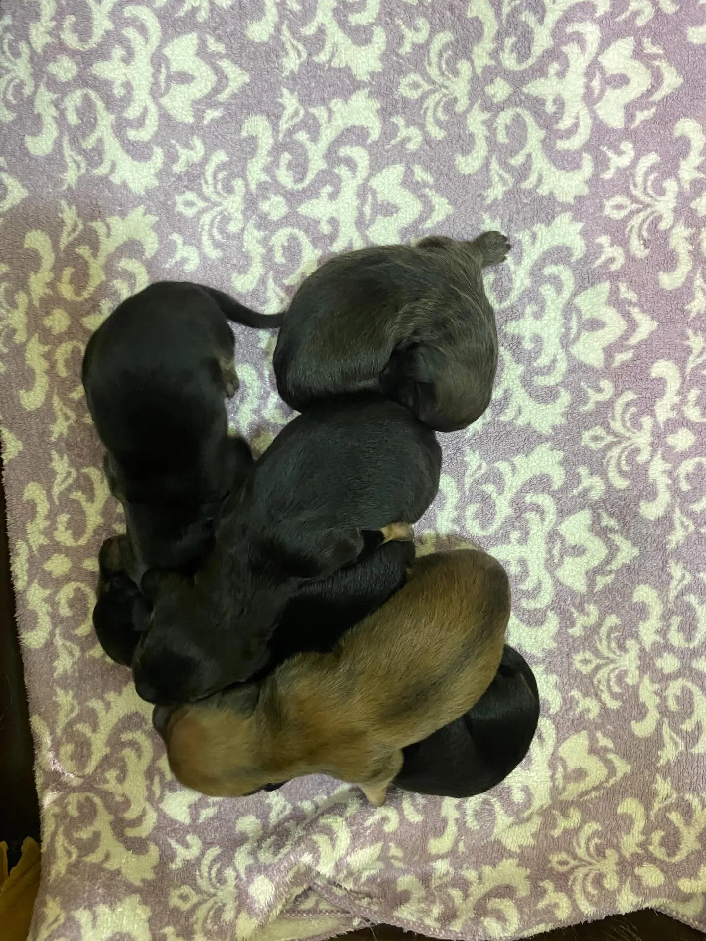 いくらの赤ちゃん🐾