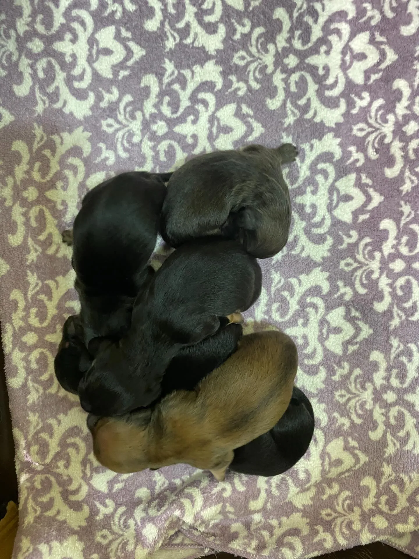 いくらの赤ちゃん🐾