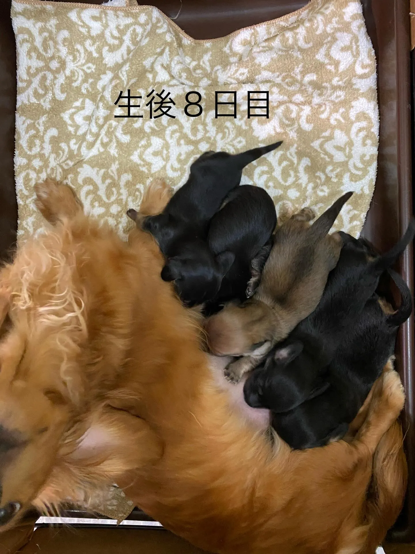 いくらの赤ちゃん🐾