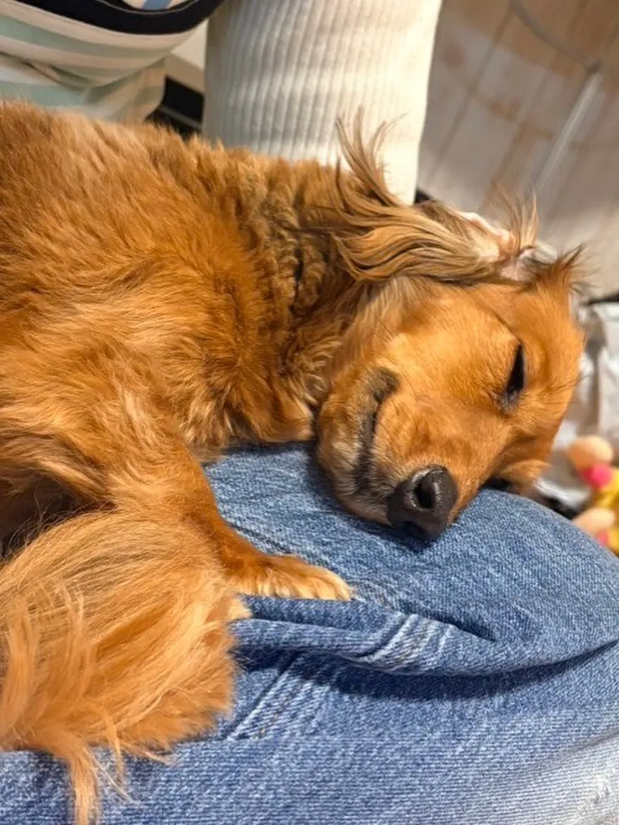 たらこちゃん🐾