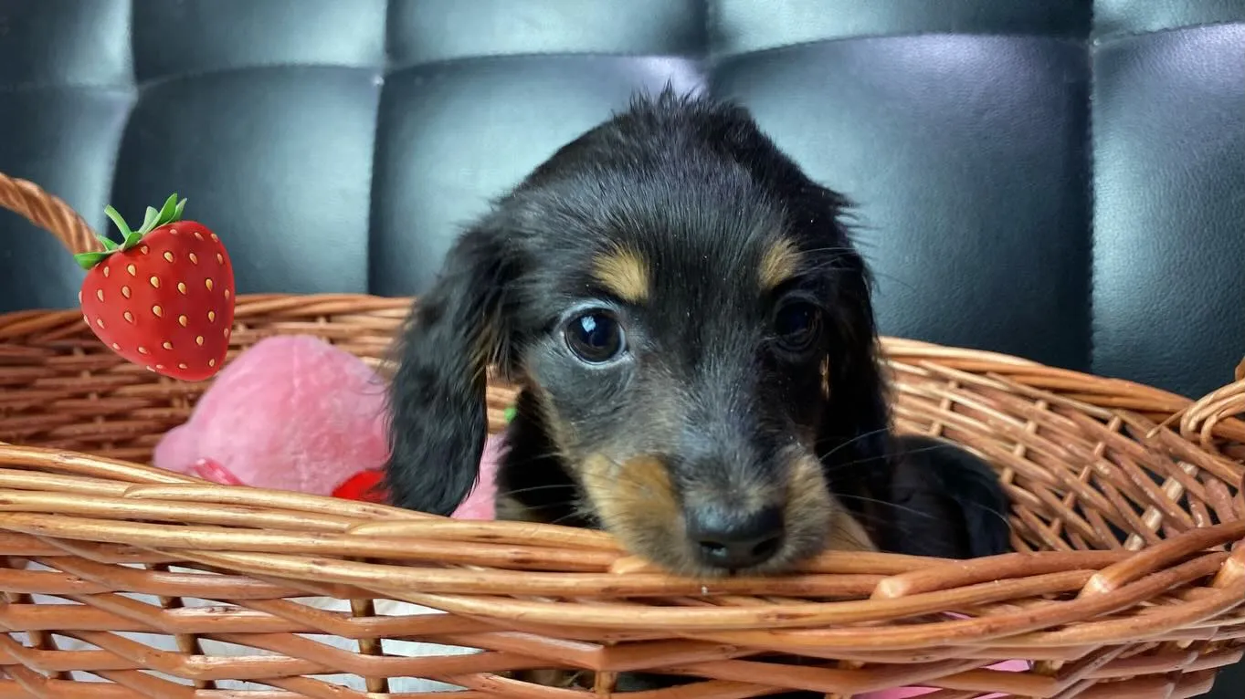 ミニチュアダックス🍓ちゃん🐾