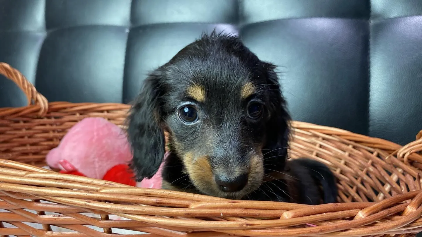 ミニチュアダックス🍓ちゃん🐾