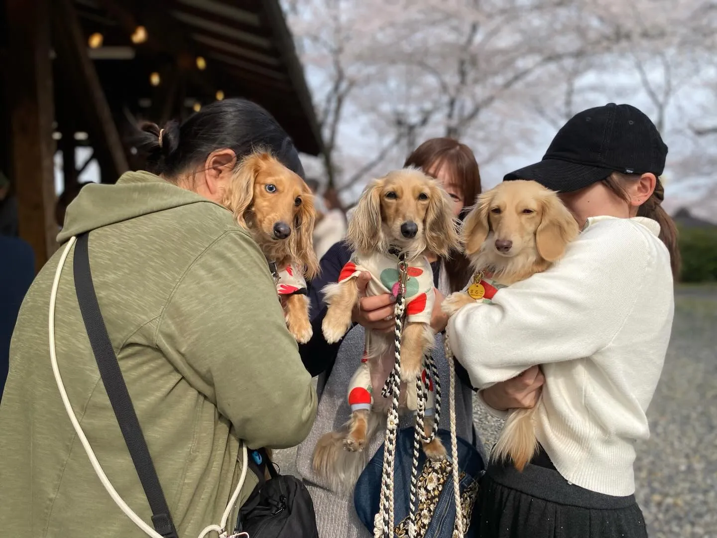 ジギー君&ひまわりちゃん＆まるこちゃん🐾