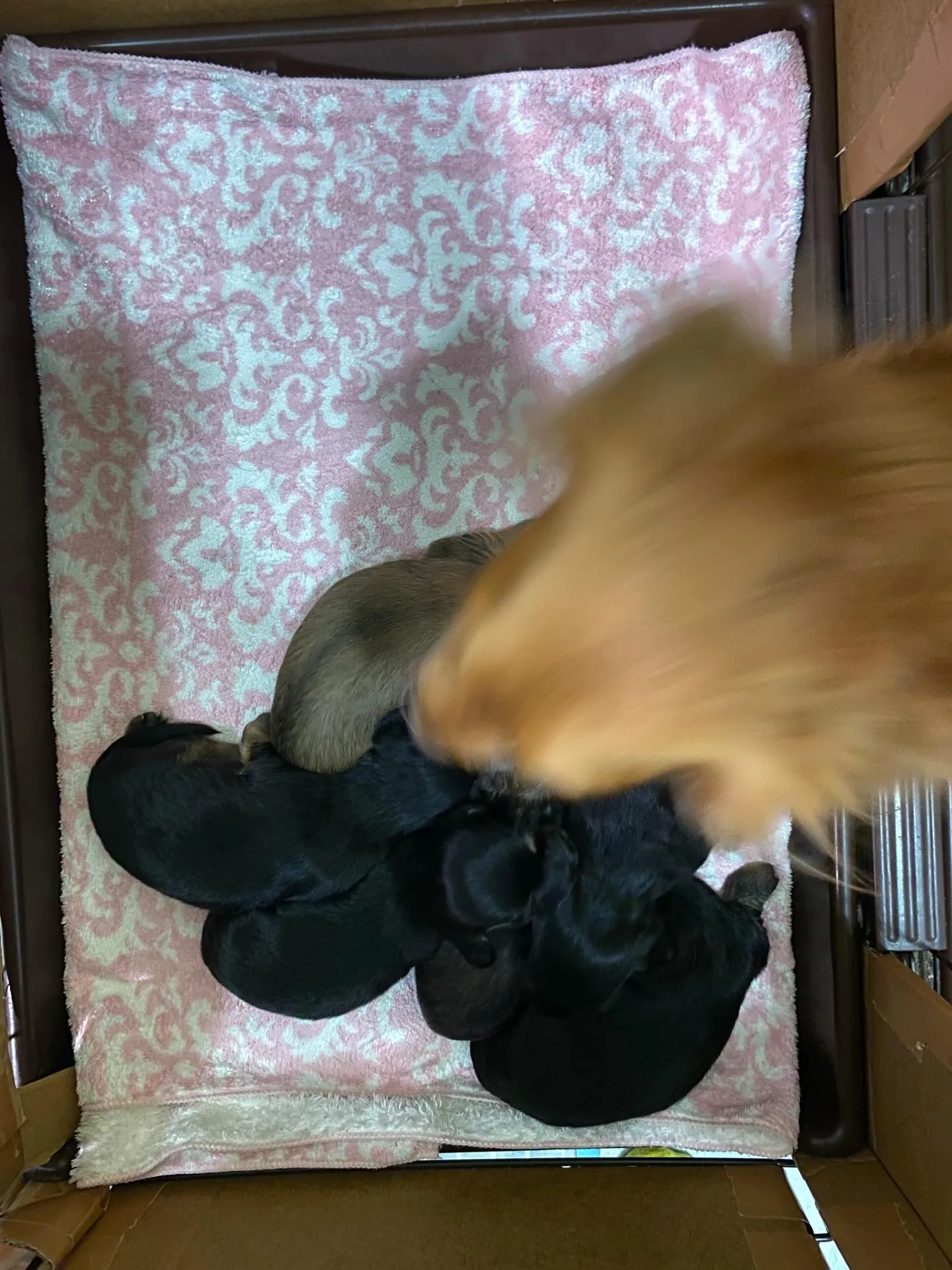 生後１６日目🐾