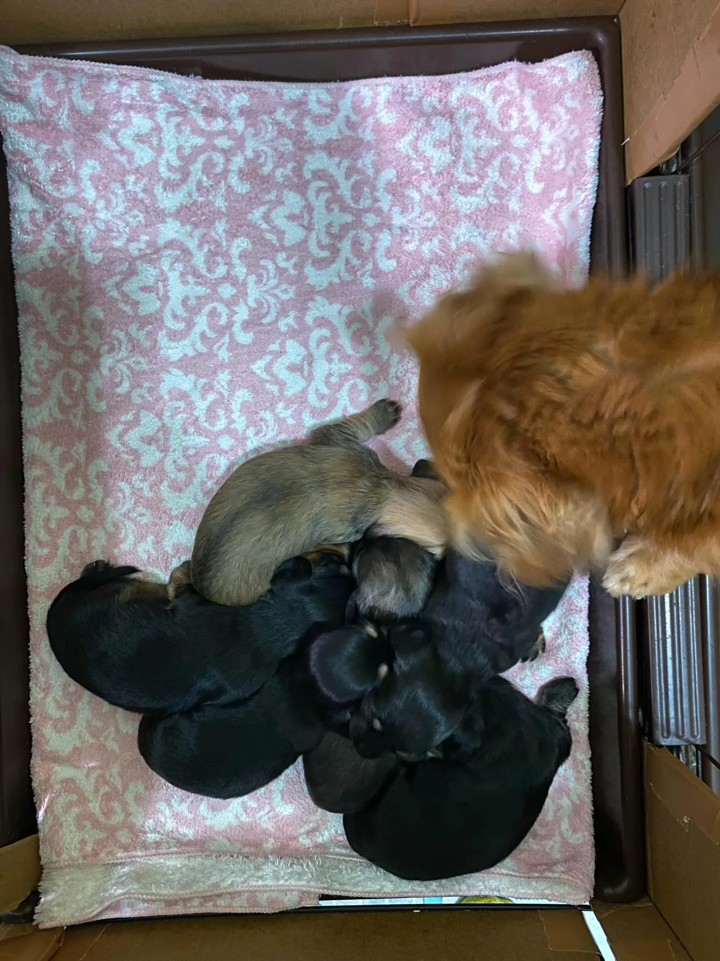 生後１６日目🐾