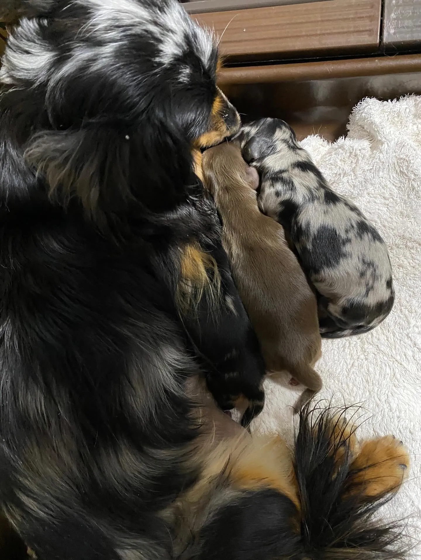 キャビアの赤ちゃん🐾