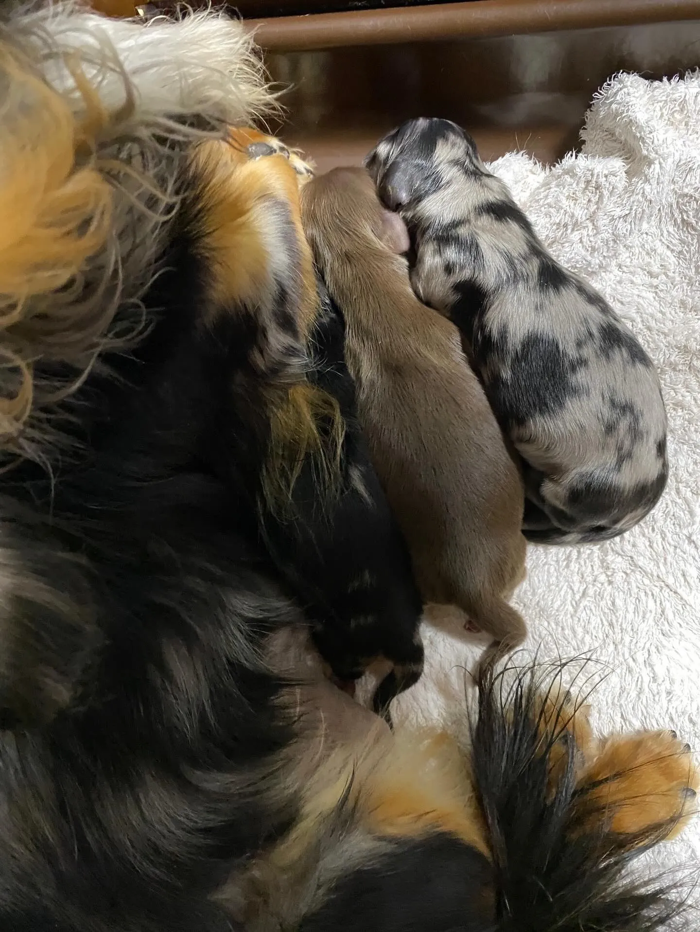 キャビアの赤ちゃん🐾