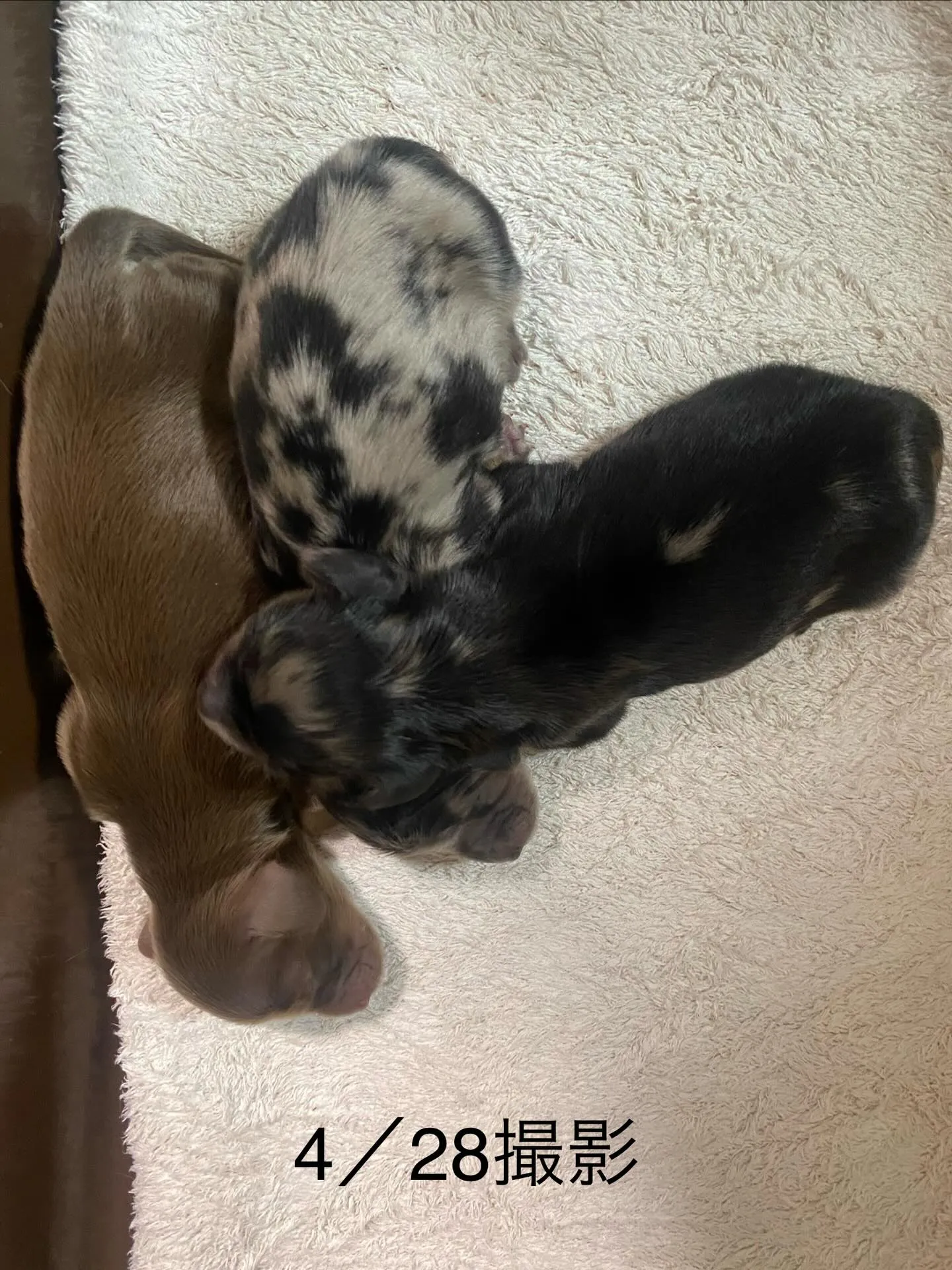 キャビアの赤ちゃん🐾