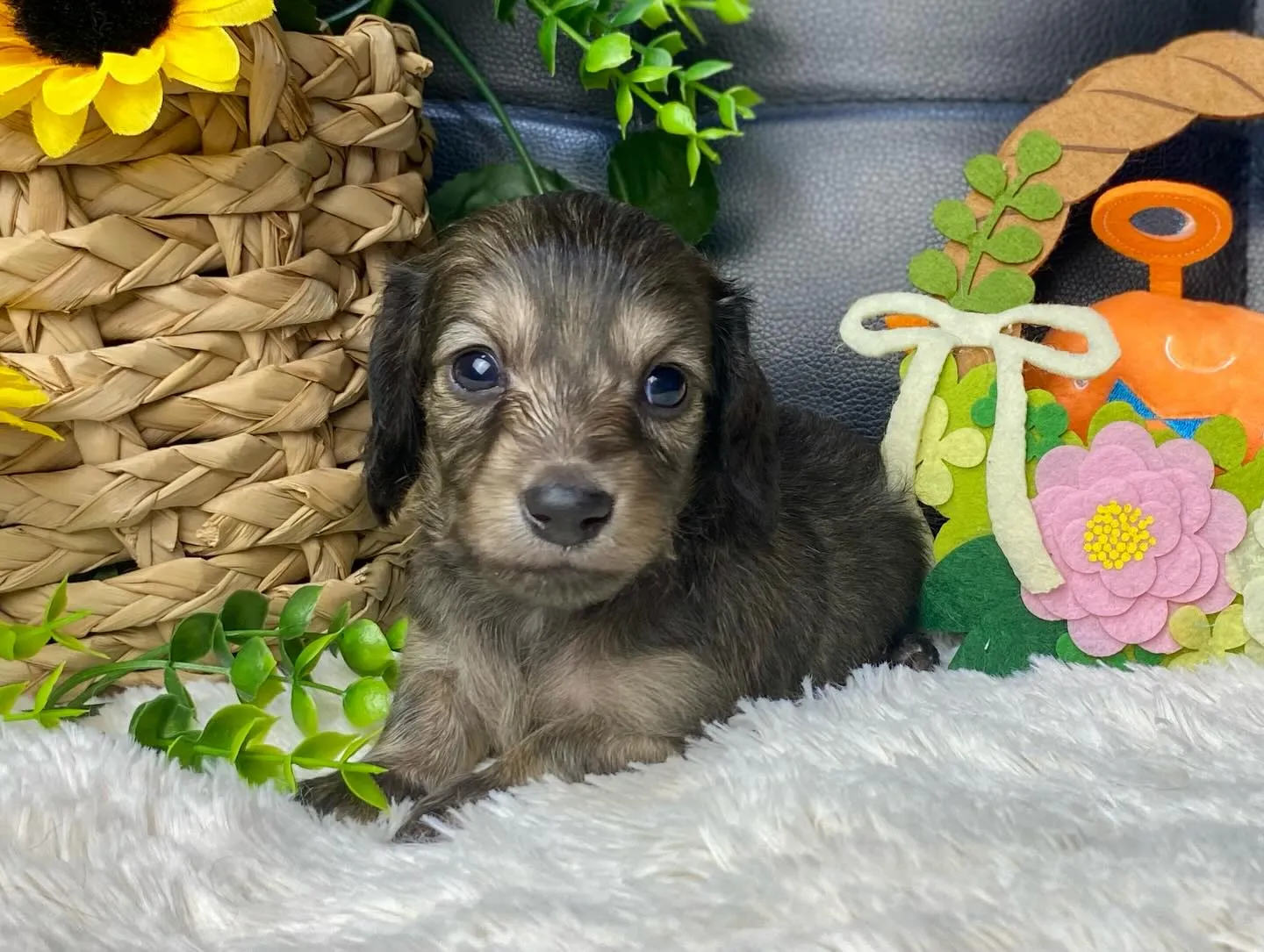 2026.4.1生まれ