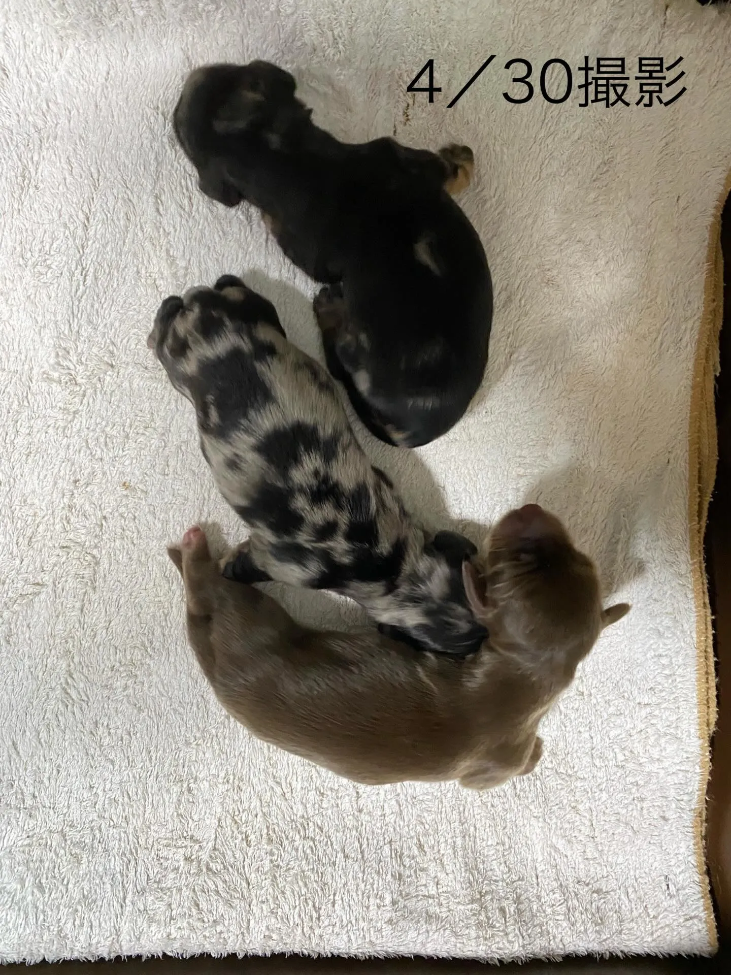 キャビアの赤ちゃん🐾