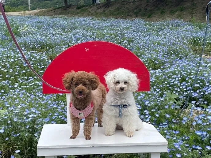 いちごちゃん＆お蕎麦ちゃん🐾