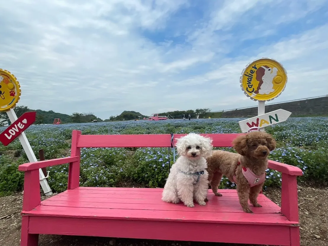 いちごちゃん＆お蕎麦ちゃん🐾