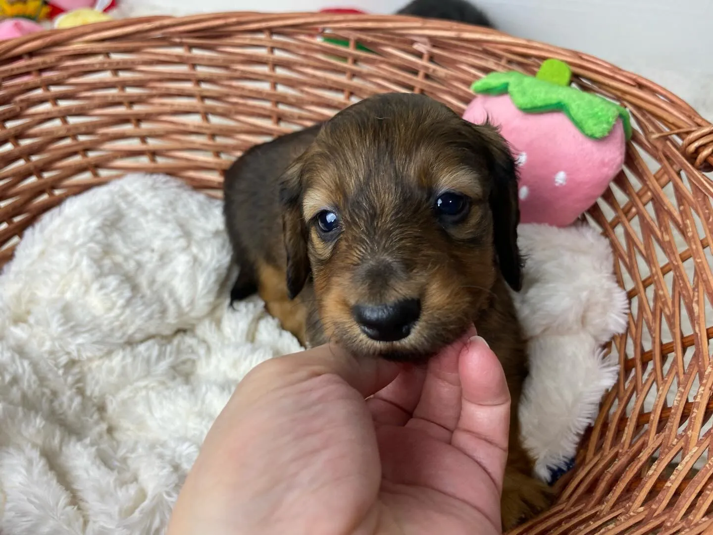 はにちゃん🐾