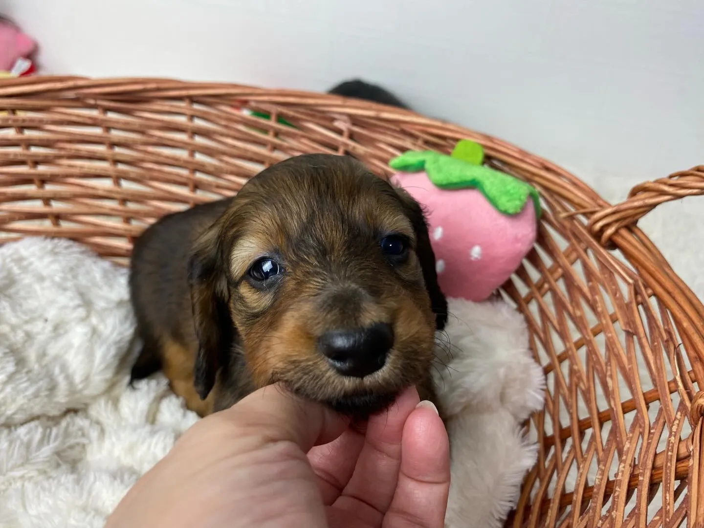 はにちゃん🐾