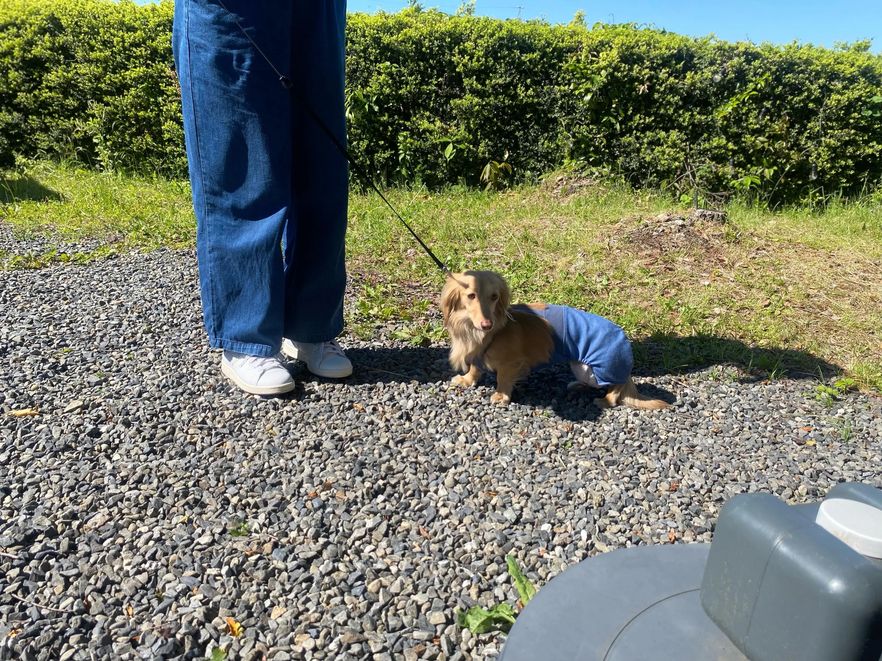 マシュちゃん🐾