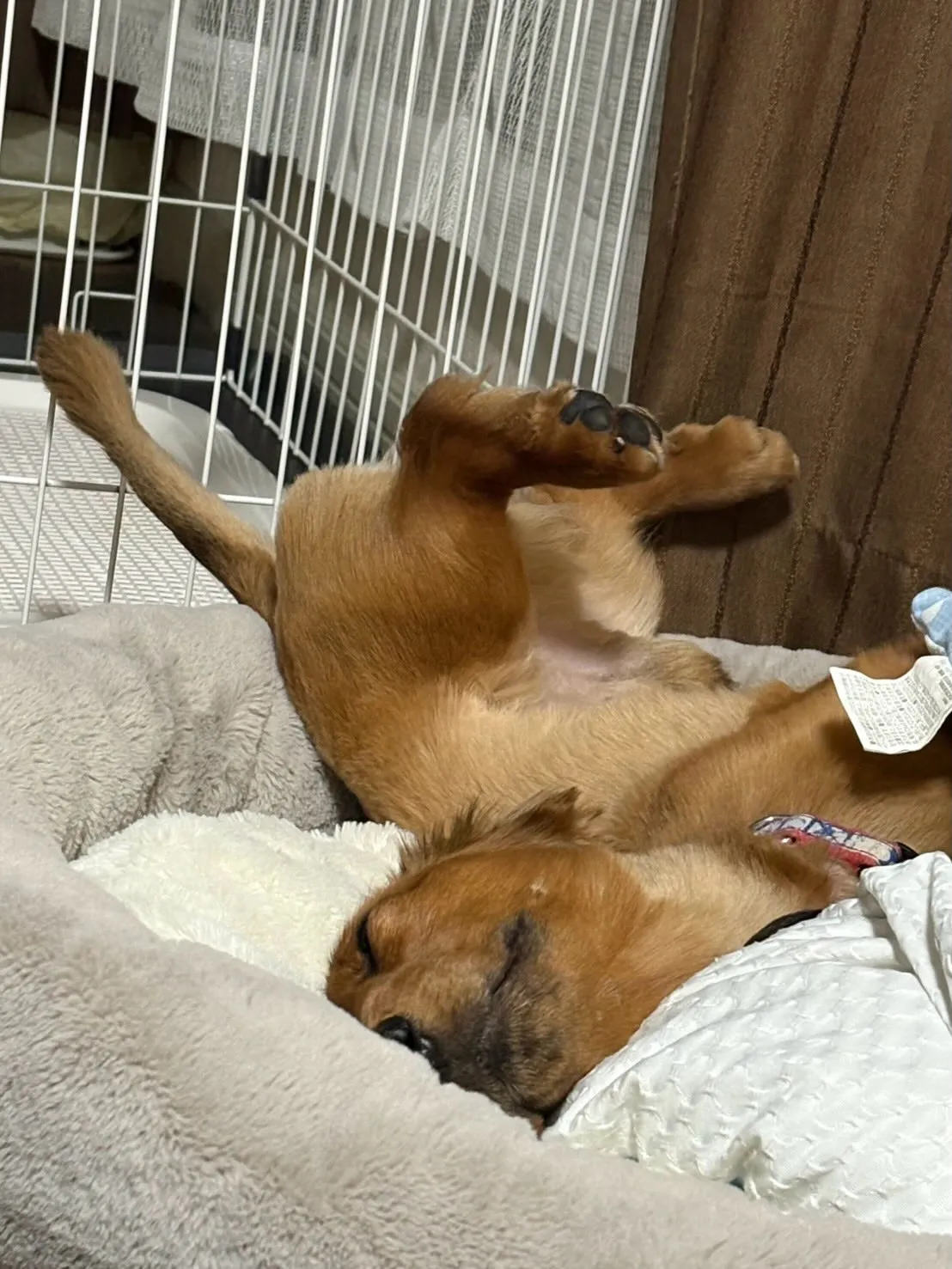 うーじ君🐾