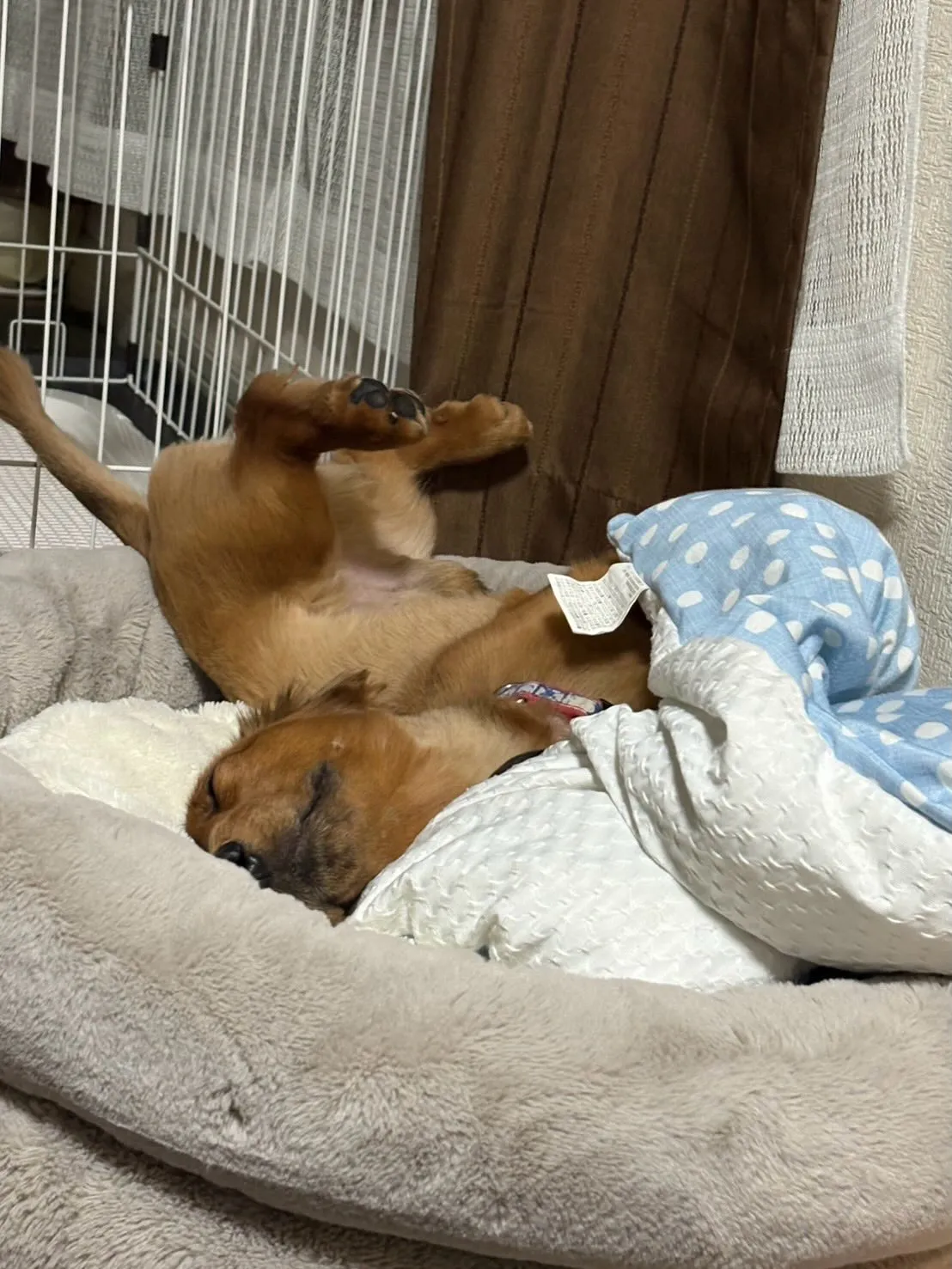 うーじ君🐾