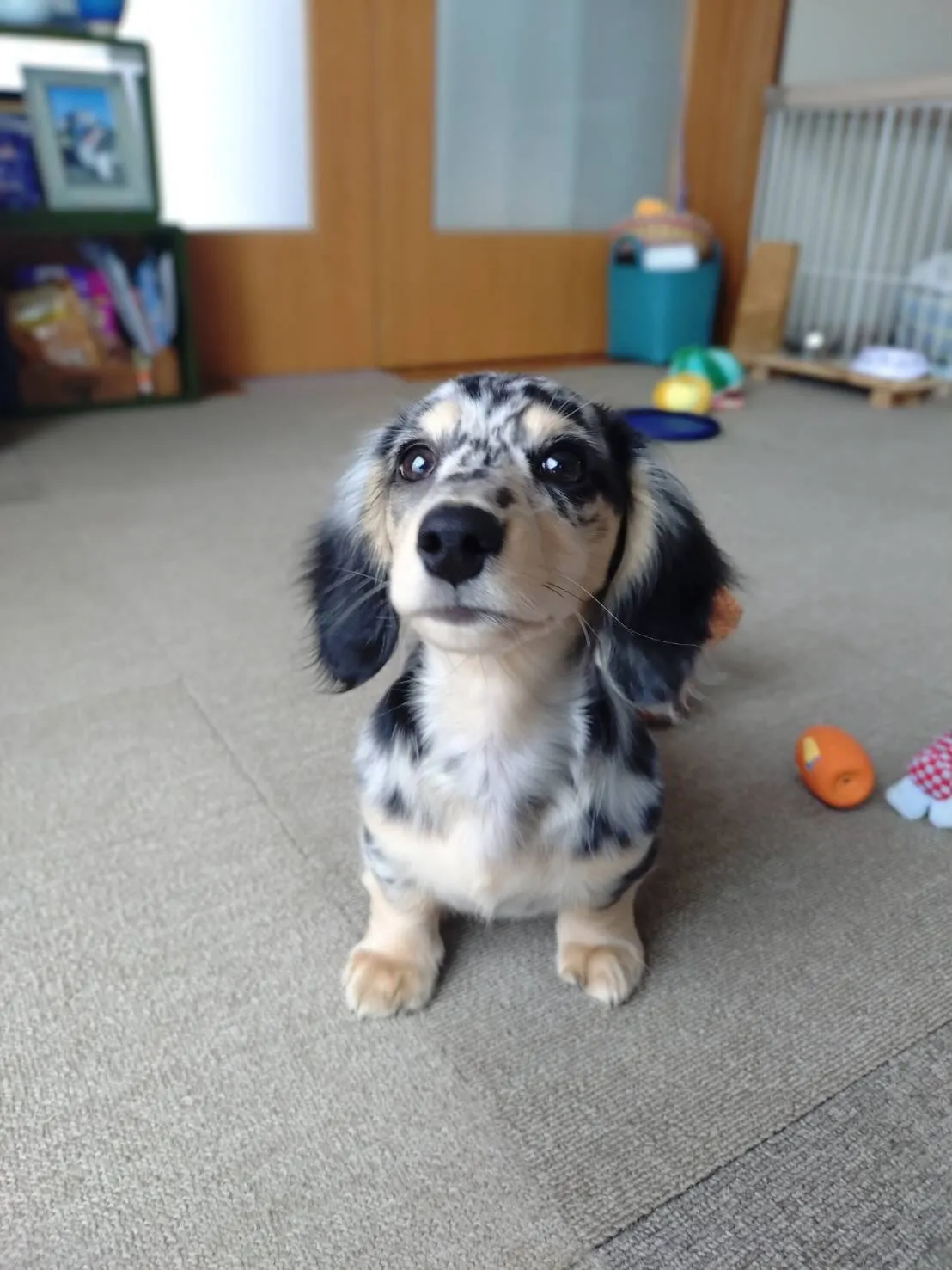 碧太くん🐾
