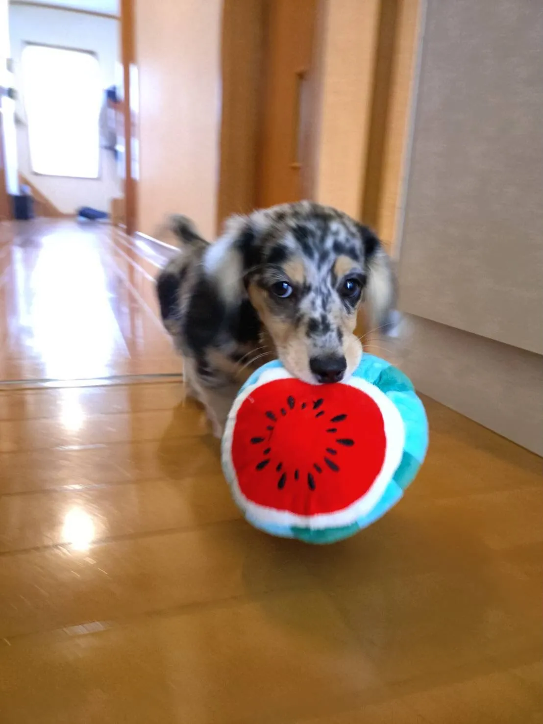 碧太くん🐾