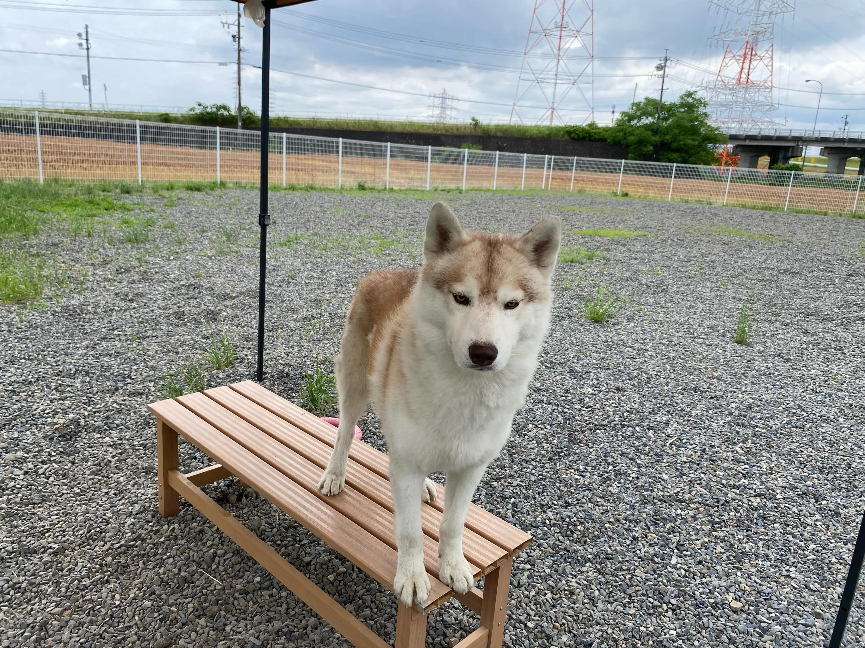 クッピー🐾