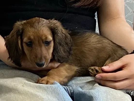 はにちゃん🐾